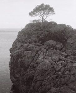 Arbre